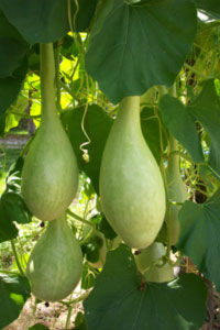 Izložba Jovana Babića